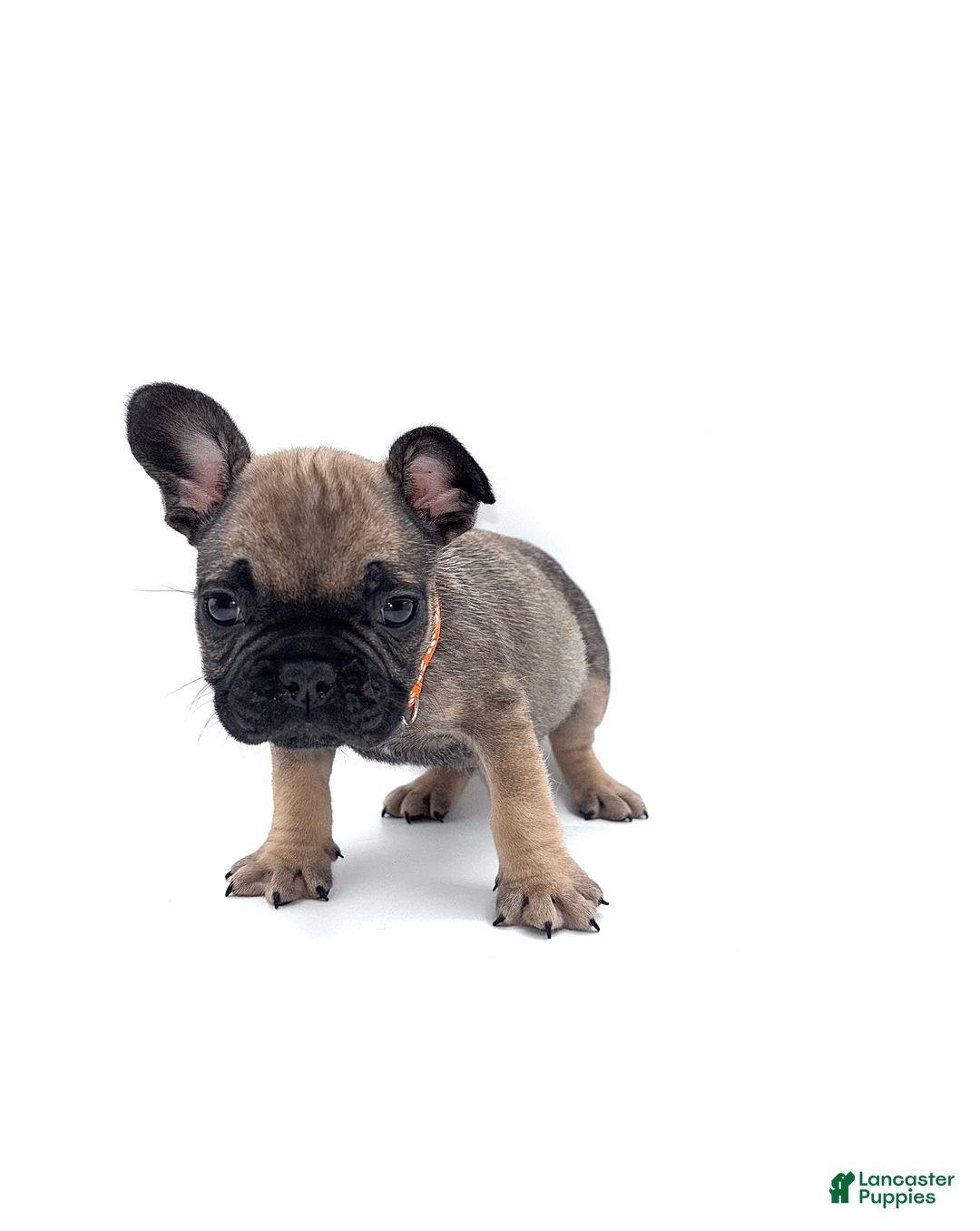 French Bulldog dogs for sale: French Bulldog Puppy 1 - Ad 1