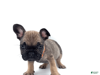 French Bulldog dogs French Bulldog Puppy 1 - Ad 12