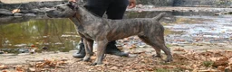 Cane Corso dogs for sale: Davina - Ad 7