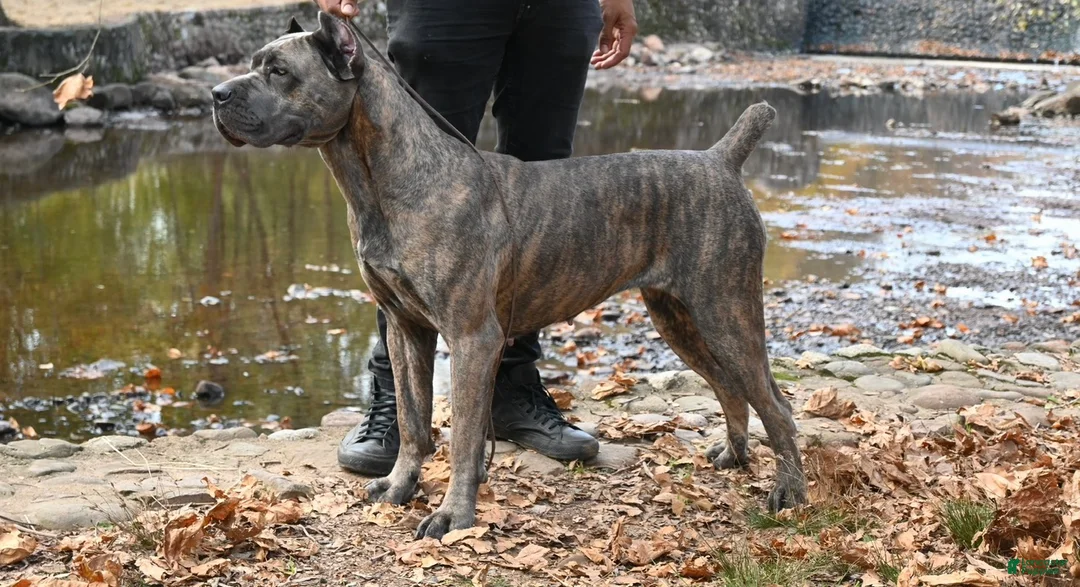 Cane Corso dogs for sale: Davina - Ad 7