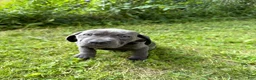 Cane Corso dogs for sale: Cane Corso 5 - Ad 2