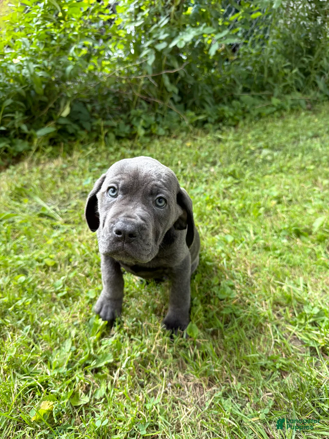 Cane Corso dogs for sale: Cane Corso 5 - Ad 2