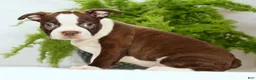 Boston Terrier dogs for sale: Ryan - Ad 5