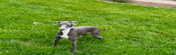 Italian Greyhound dogs for sale: Manny - Ad 9