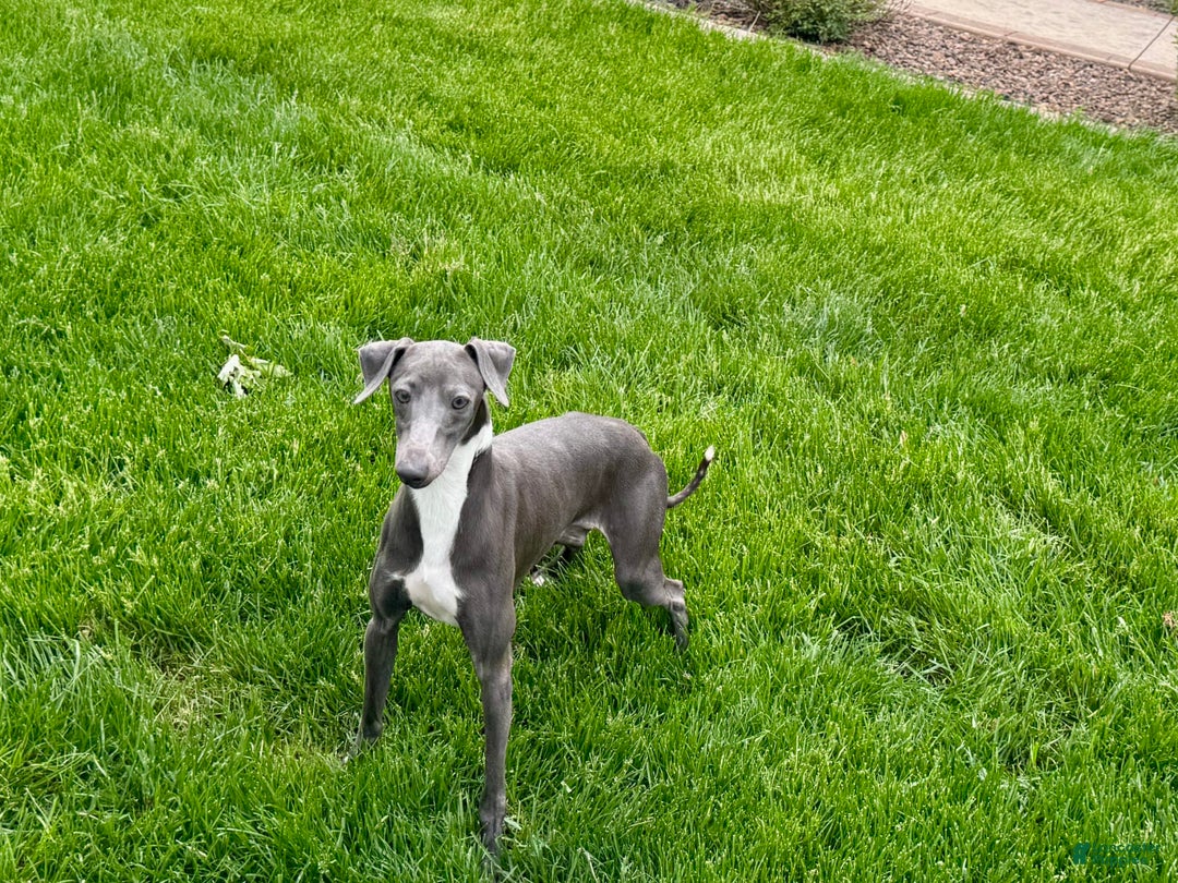 Italian Greyhound dogs for sale: Manny - Ad 9