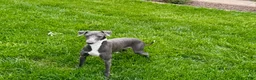 Italian Greyhound dogs for sale: Manny - Ad 9