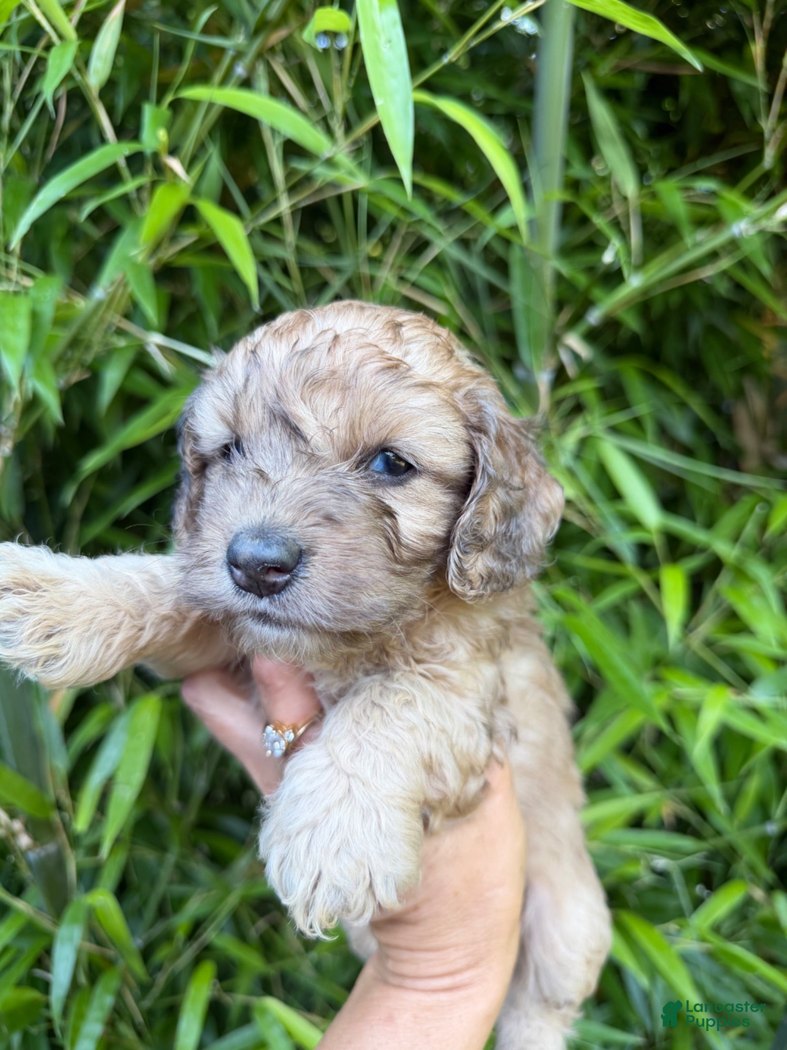 Cockapoo dogs Cockapoo Puppy 2 - Ad 31
