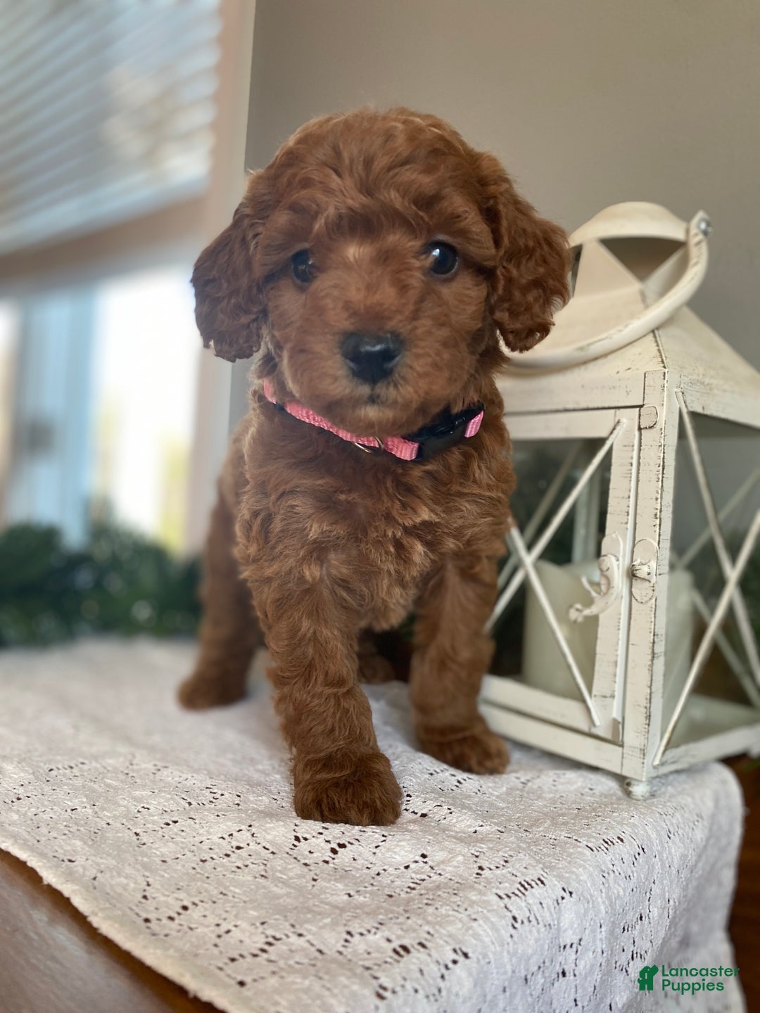 Mixed Breed dogs for sale: Angel  - Ad 6