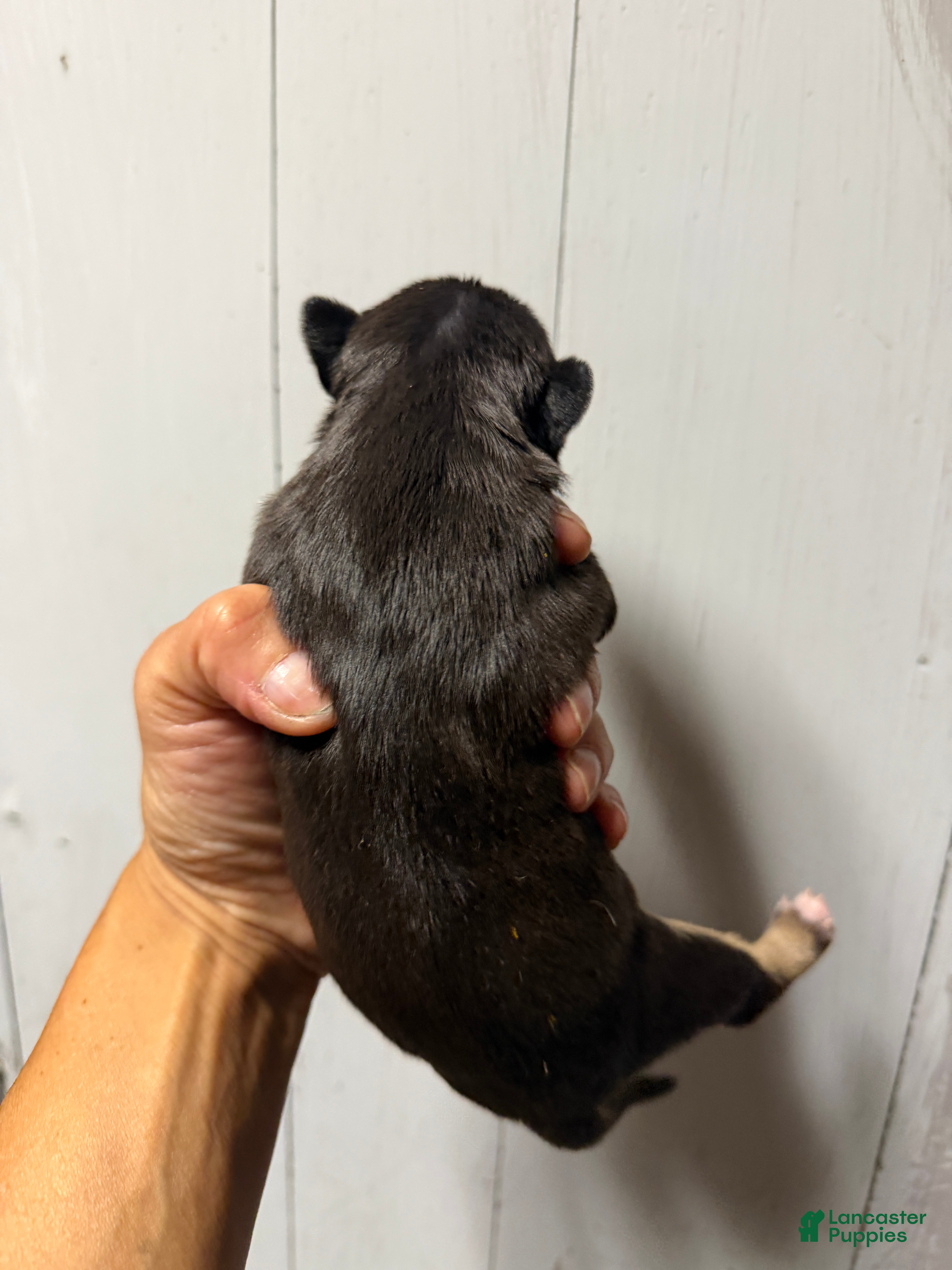 Miniature Bull Terrier dogs Ariel  - Ad 2
