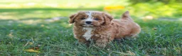 Cavapoo dogs for sale: Liberty - Ad 13