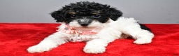 Miniature Poodle dogs for sale: Amanda - Ad 7