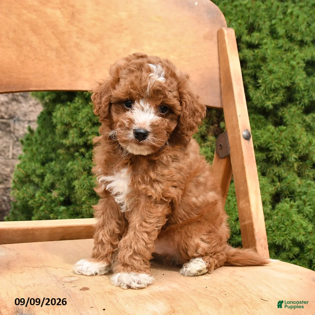 Miniature Poodle dogs for sale: Scout - Ad 5