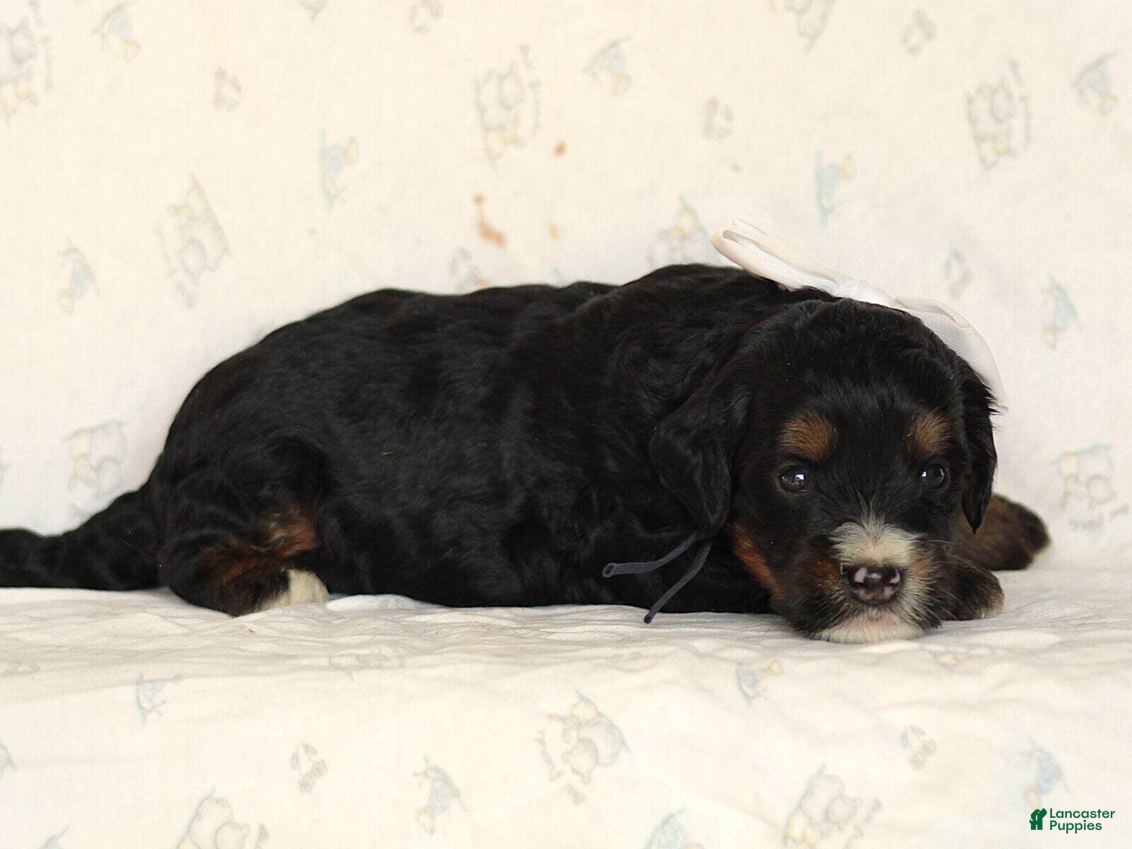 Mini Bernedoodle dogs Andre - Ad 2