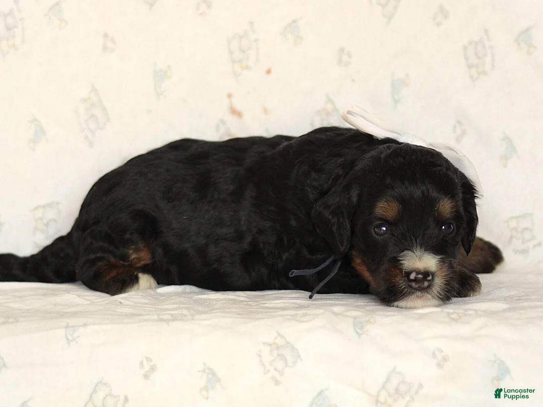 Mini Bernedoodle dogs for sale: Andre - Ad 2