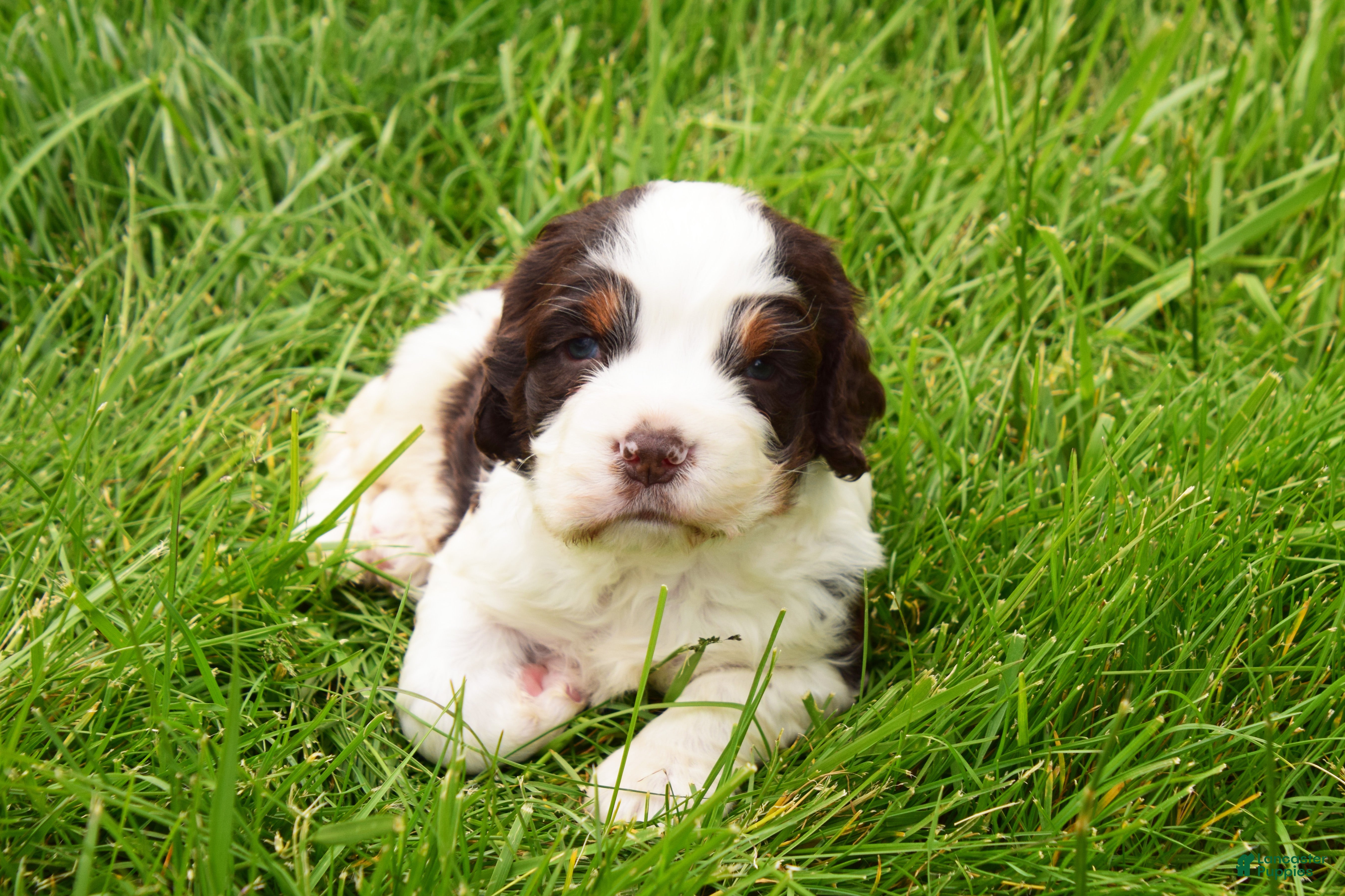 English Springer Spaniel dogs Cosmo - Ad 2