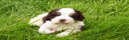 English Springer Spaniel dogs for sale: Cosmo - Ad 4