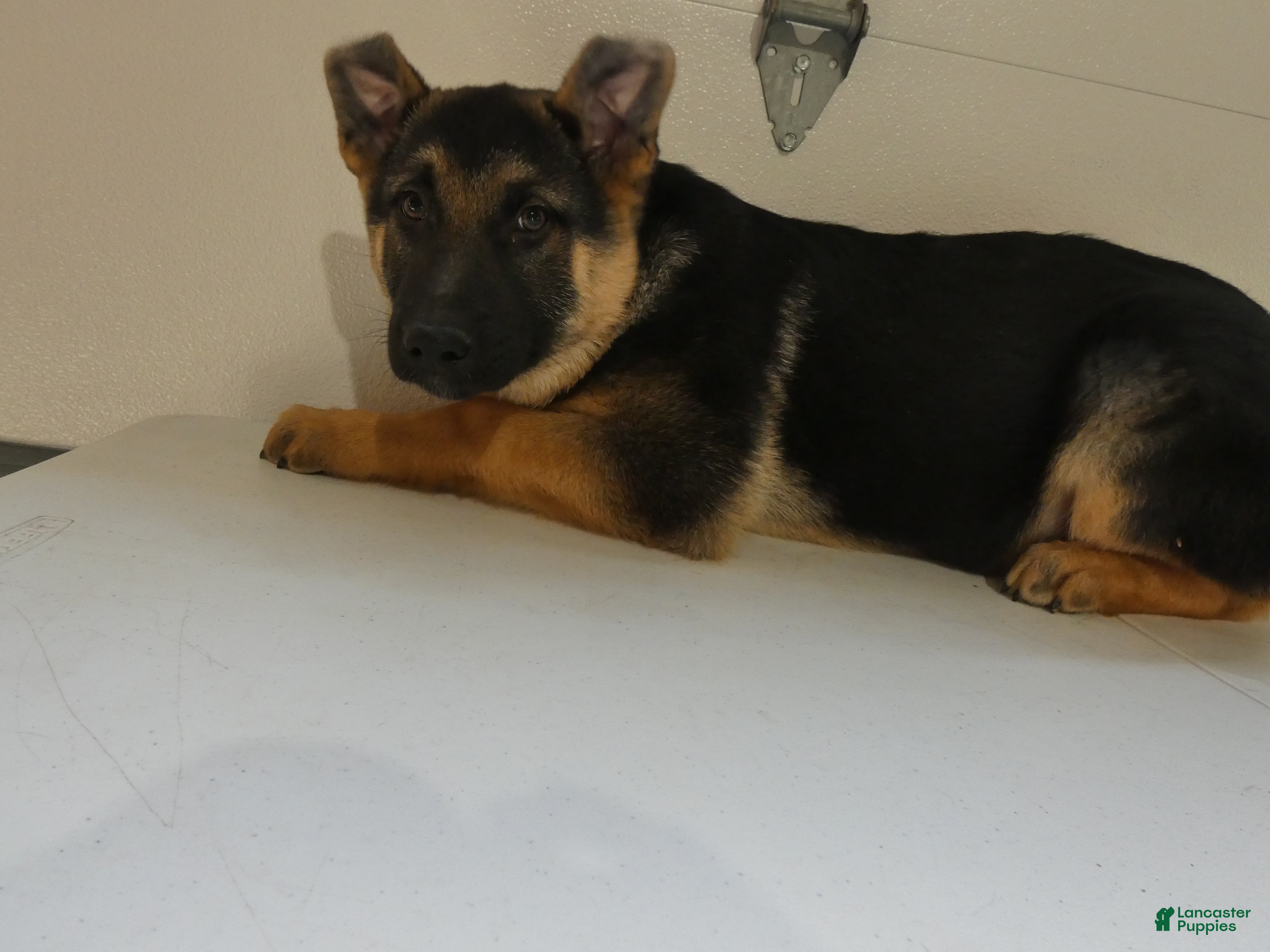 German Shepherd dogs German Shepherd Puppy 7 Julius - Ad 22