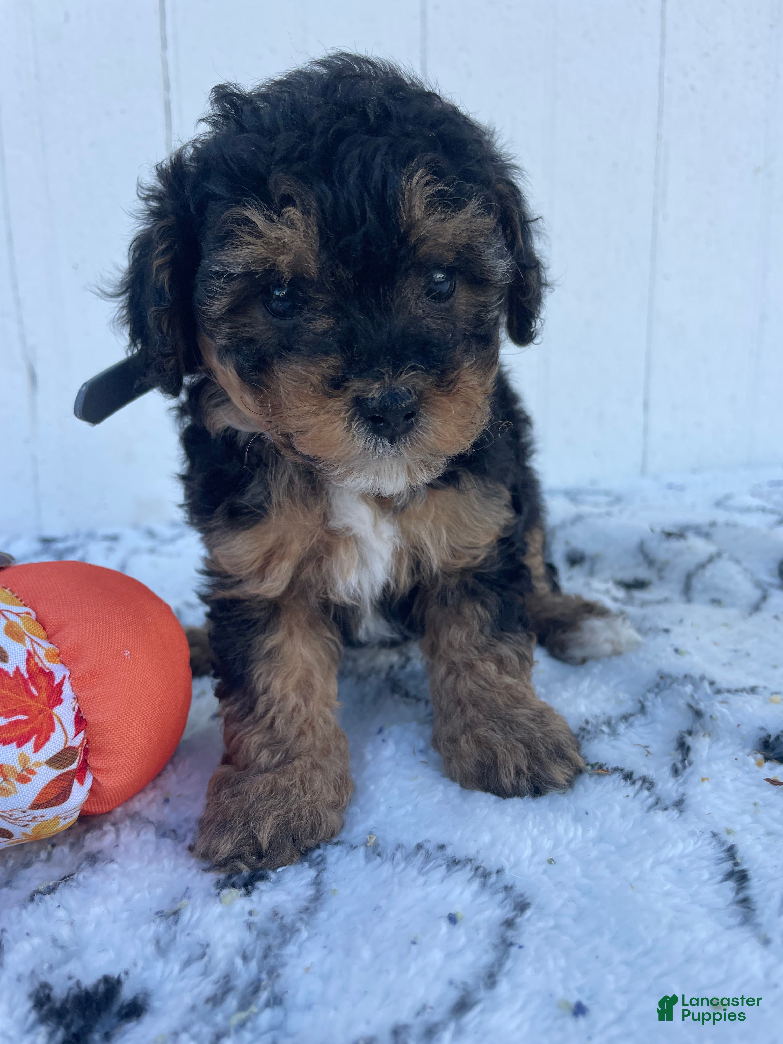 Yorkiepoo dogs for sale: Martin - Ad 37