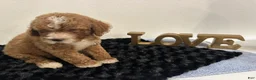 Mini Goldendoodle dogs for sale: Wyatt - Ad 9