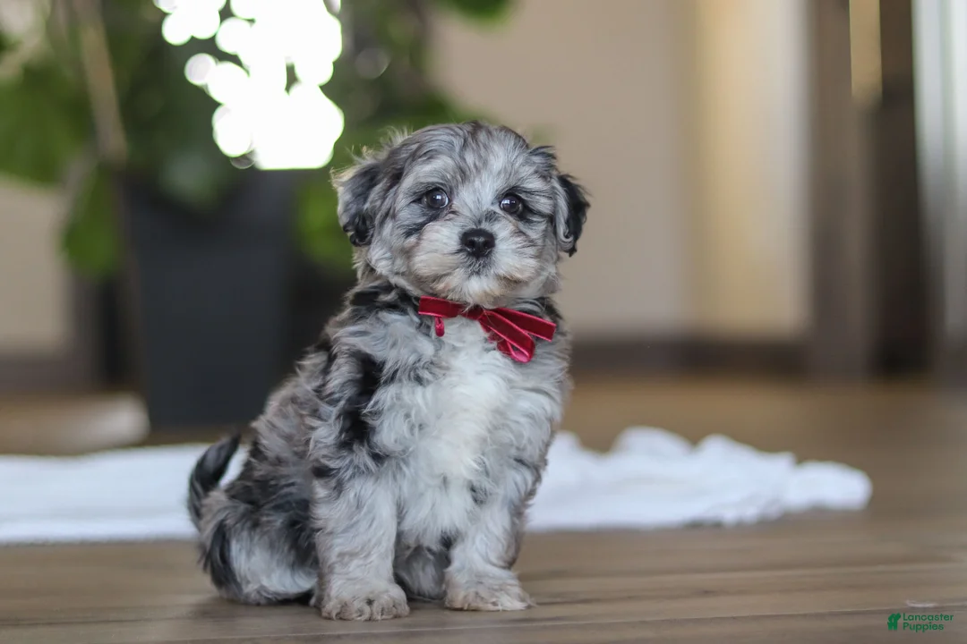 Havapoo dogs for sale: Rubble - Ad 5