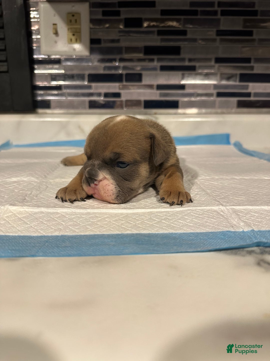English Bulldog dogs for sale: Blue fawn Tri Girl  - Ad 6