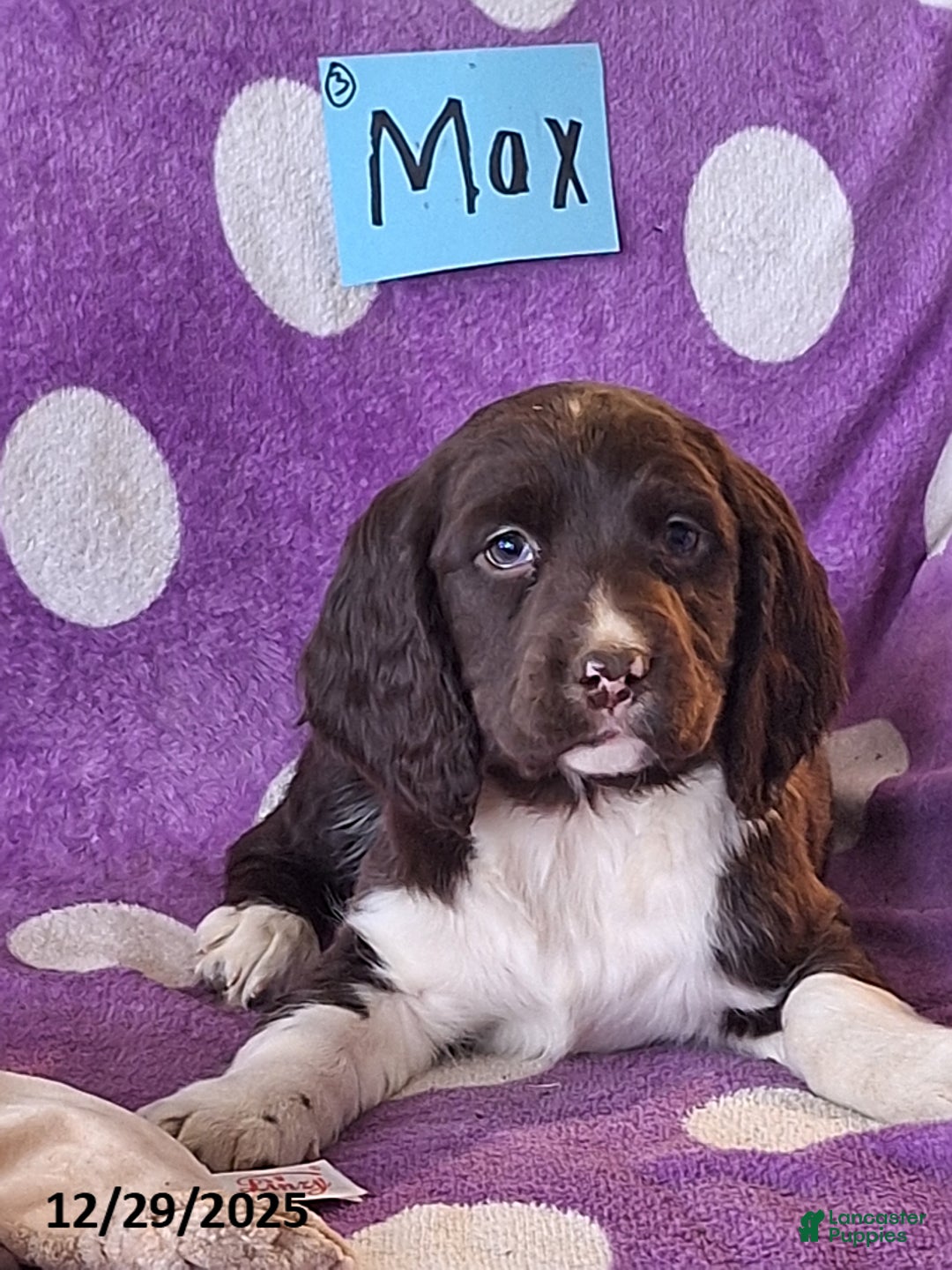 English Springer Spaniel dogs for sale: Max - Ad 6