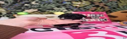 Toy Poodle dogs for sale: Sally - Ad 2