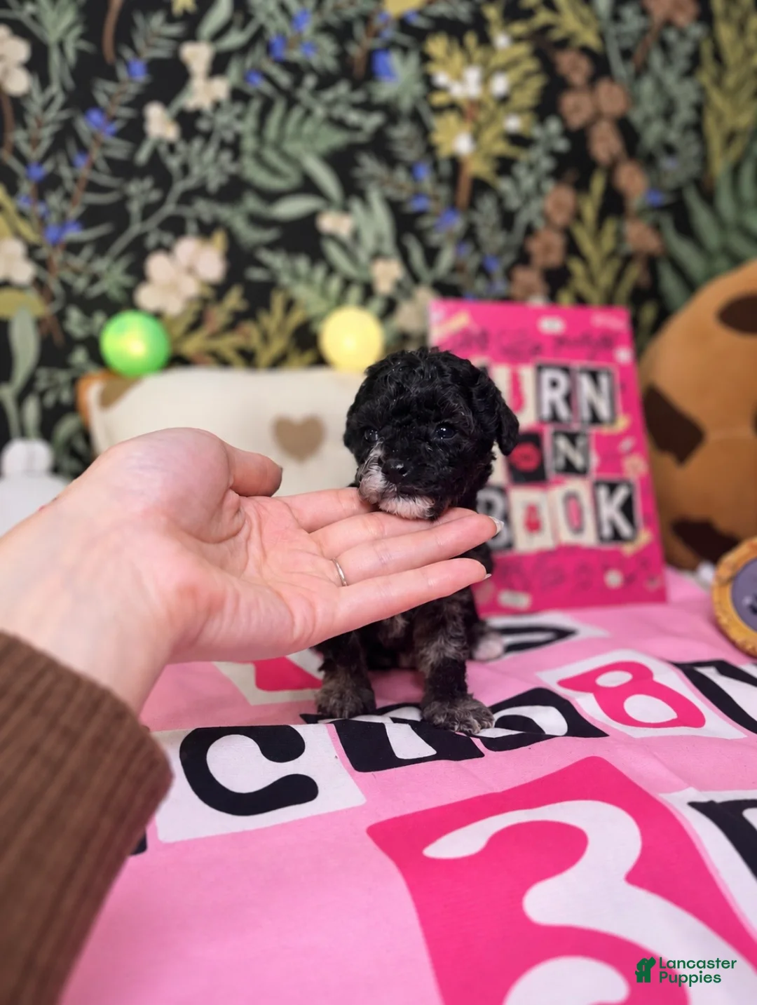 Toy Poodle dogs for sale: Sally - Ad 2