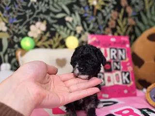Toy Poodle dogs Sally - Ad 2