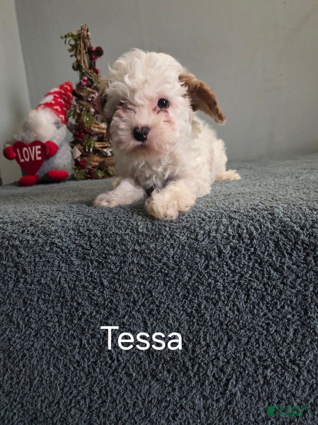 Cavapoo dogs for sale: Tessa - Ad 4
