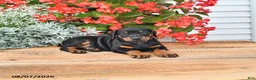 Doberman Pinscher dogs for sale: Luna  - Ad 5