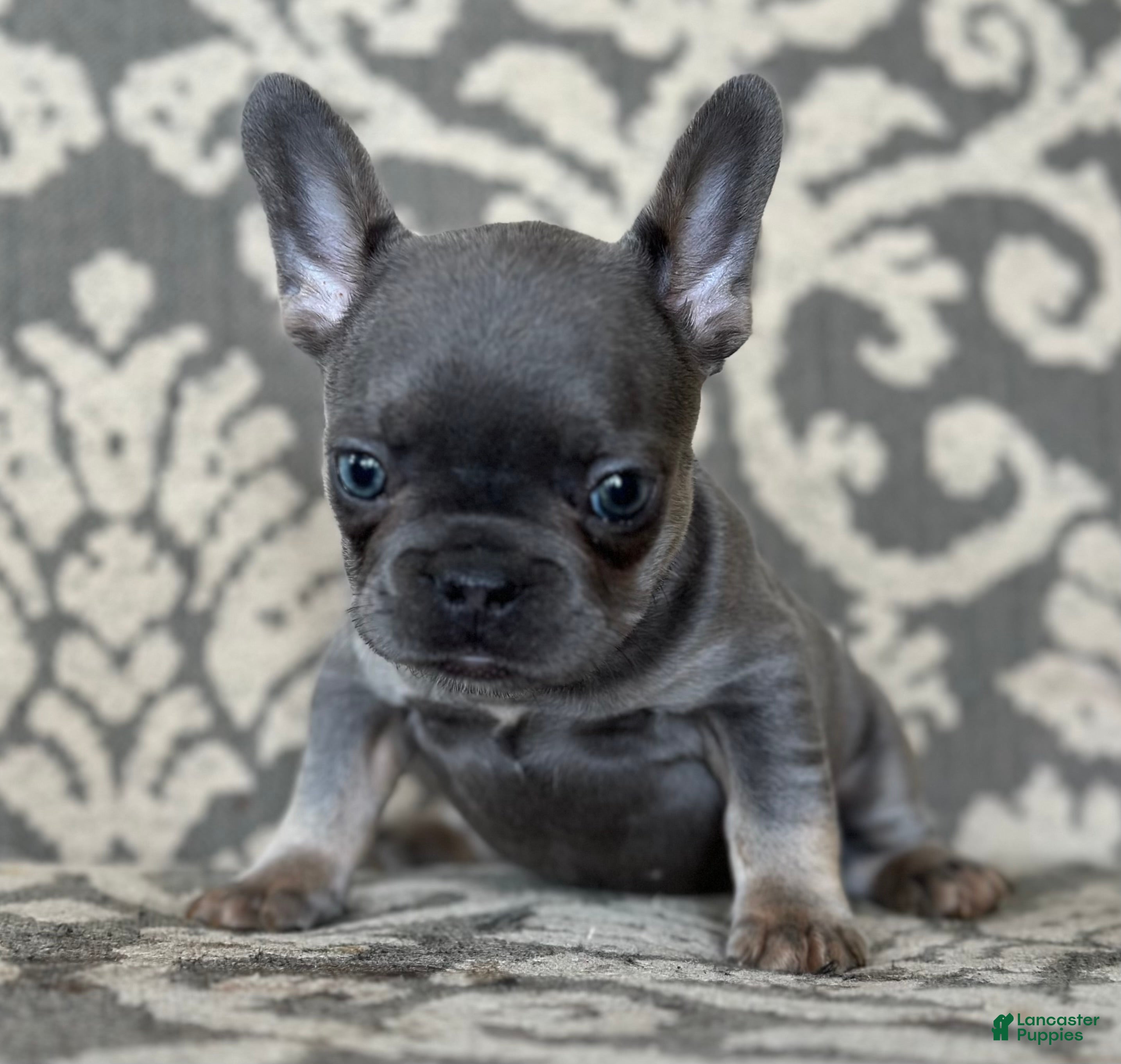 French Bulldog dogs Munchkin - Ad 17