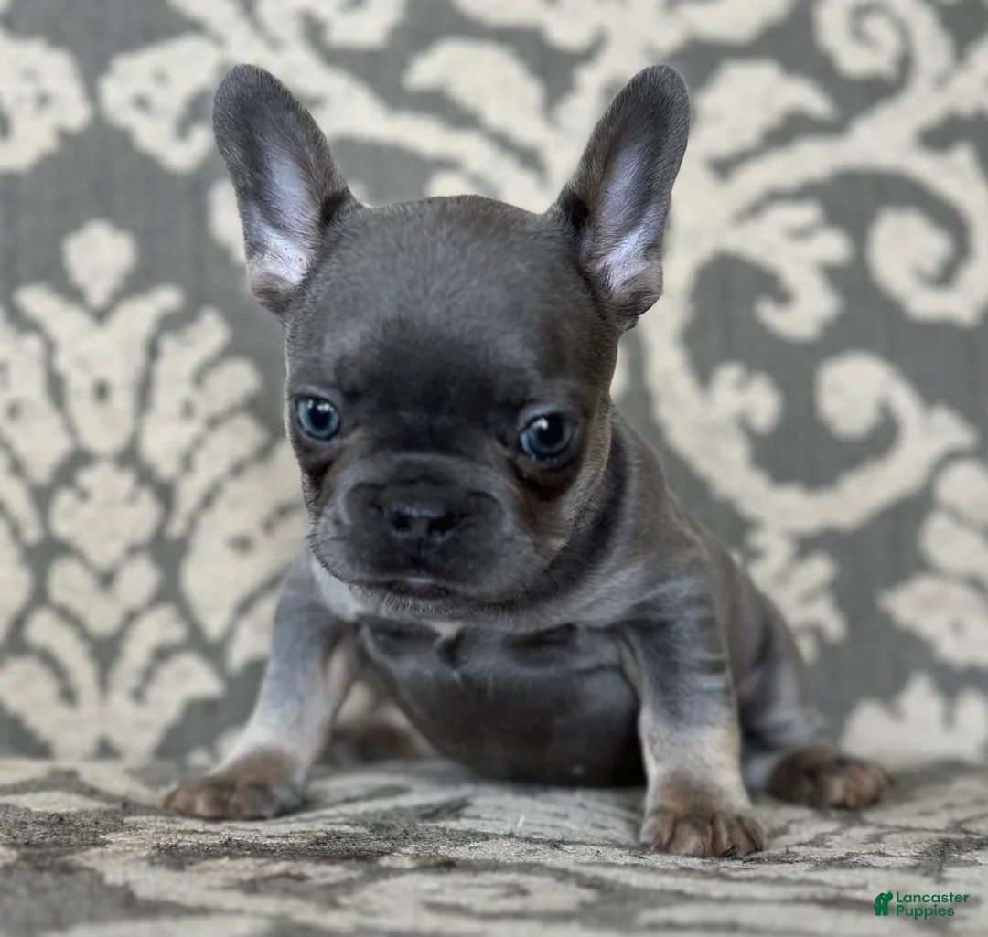 French Bulldog dogs for sale: Munchkin - Ad 1
