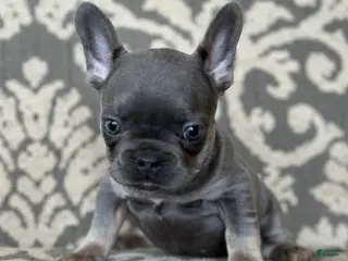 French Bulldog dogs Munchkin - Ad 17