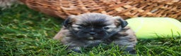 Shih Tzu dogs for sale: Herb - Ad 6