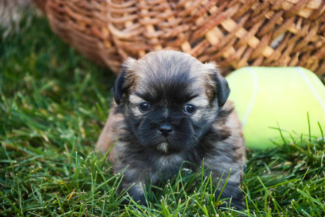 Shih Tzu dogs for sale: Herb - Ad 6