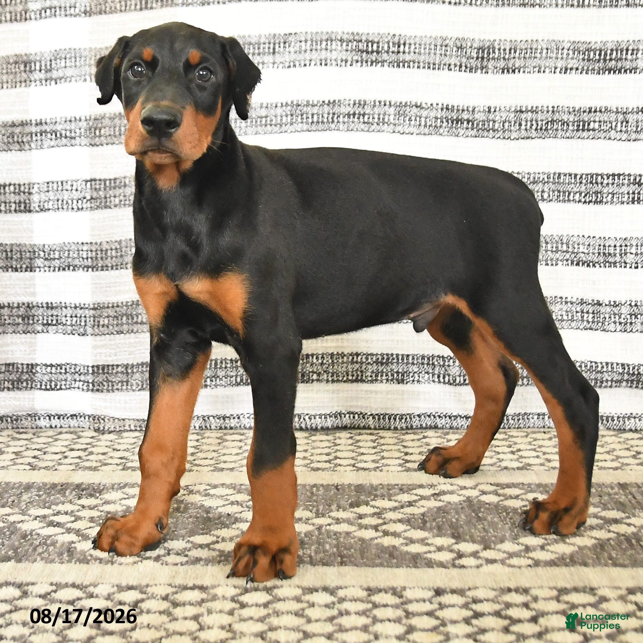 Doberman Pinscher dogs Duke - Ad 2
