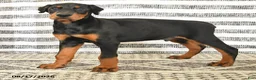 Doberman Pinscher dogs for sale: Duke - Ad 2