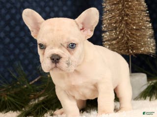 French Bulldog dogs Jasper - Ad 11