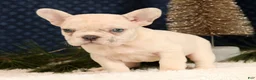French Bulldog dogs for sale: Jasper - Ad 1