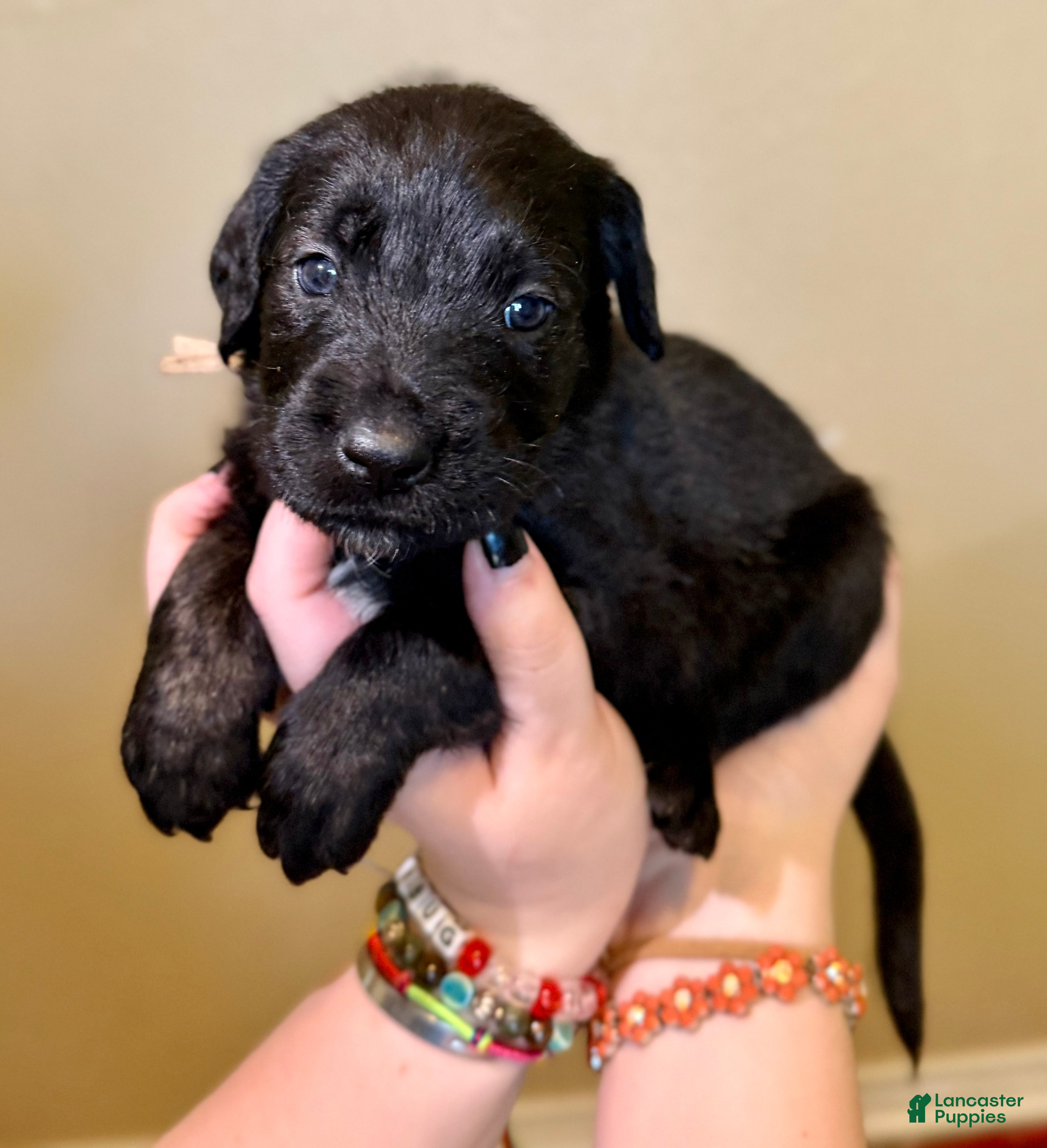 Mixed Breed dogs Nugget - Ad 1