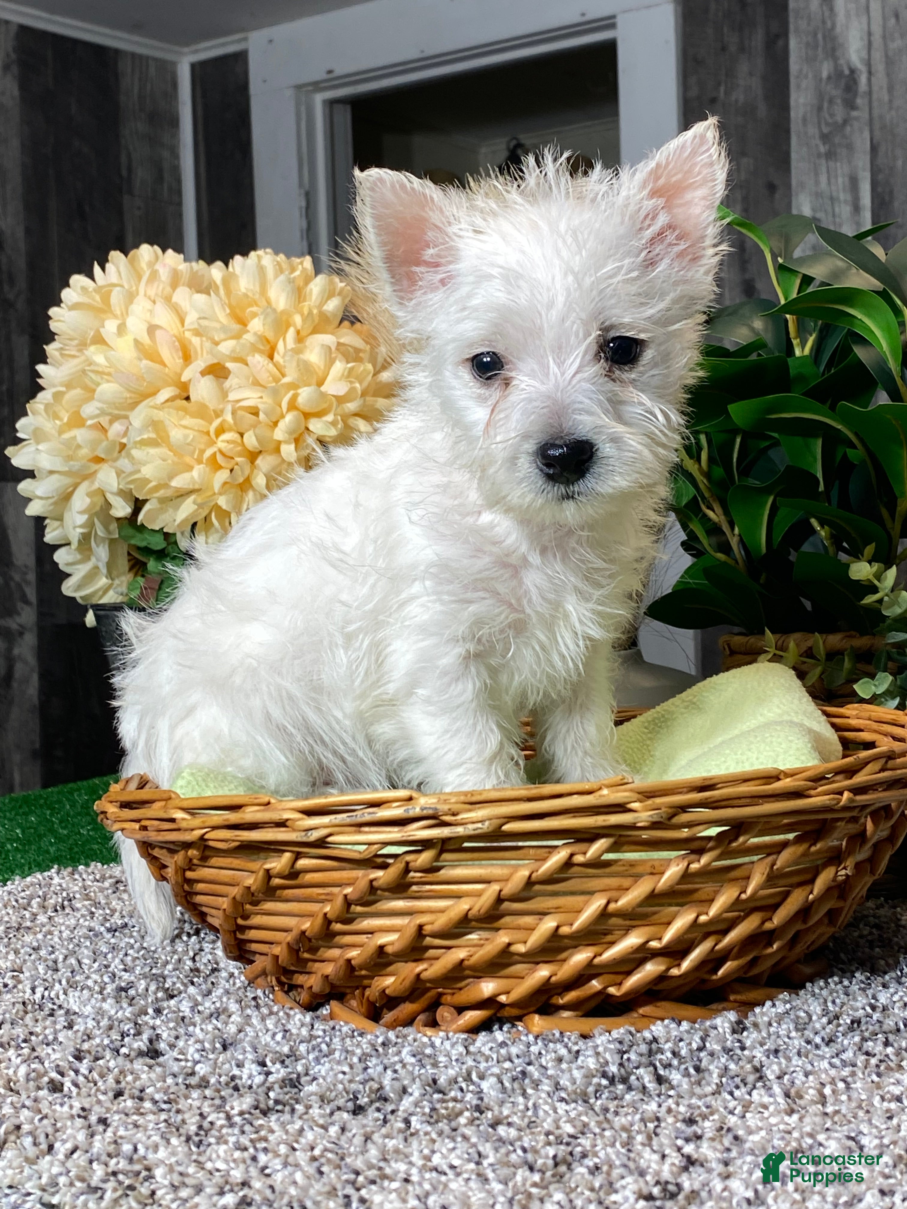 West Highland Terrier dogs Willow  - Ad 13