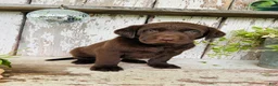 Labrador Retriever dogs for sale: Tom - Ad 6