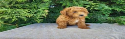 Mini Bernedoodle dogs for sale: Blake - Ad 8