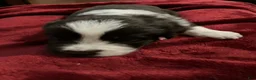 Newfoundland dogs for sale: Sparrow - Ad 3