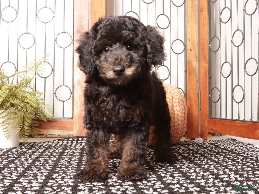 Miniature Poodle dogs Olive Smart Female Mini Poodle  - Ad 1