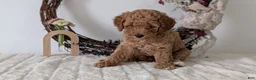 Miniature Poodle dogs for sale: Sienna - Ad 3