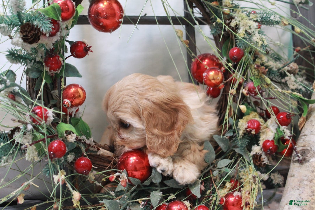 Cavachon dogs for sale: Snowball - Ad 6