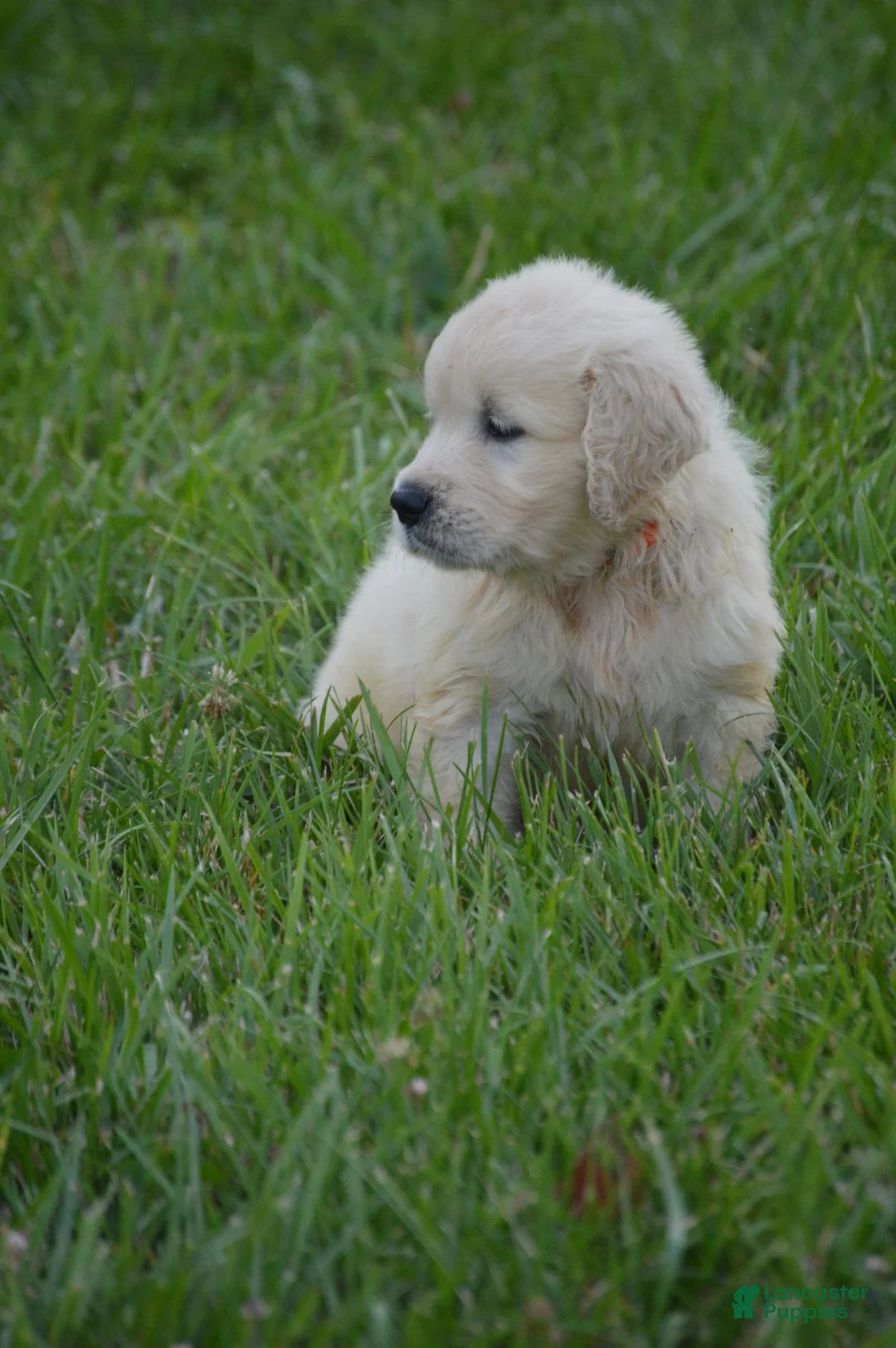 Golden Retriever dogs for sale: FULL AKC Miss Bianca is READY NOW! - Ad 2