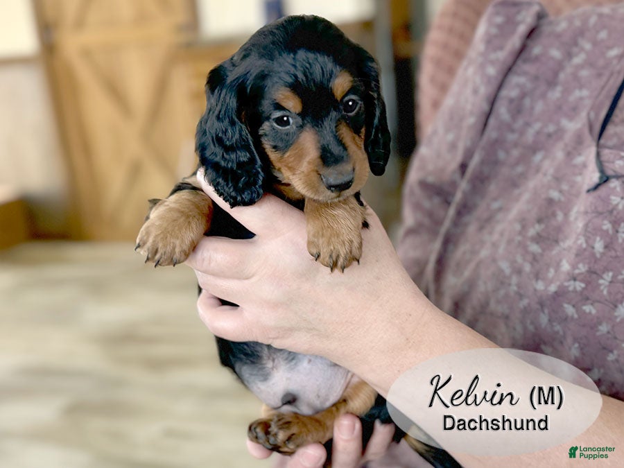 Dachshund dogs Kelvin - Ad 10